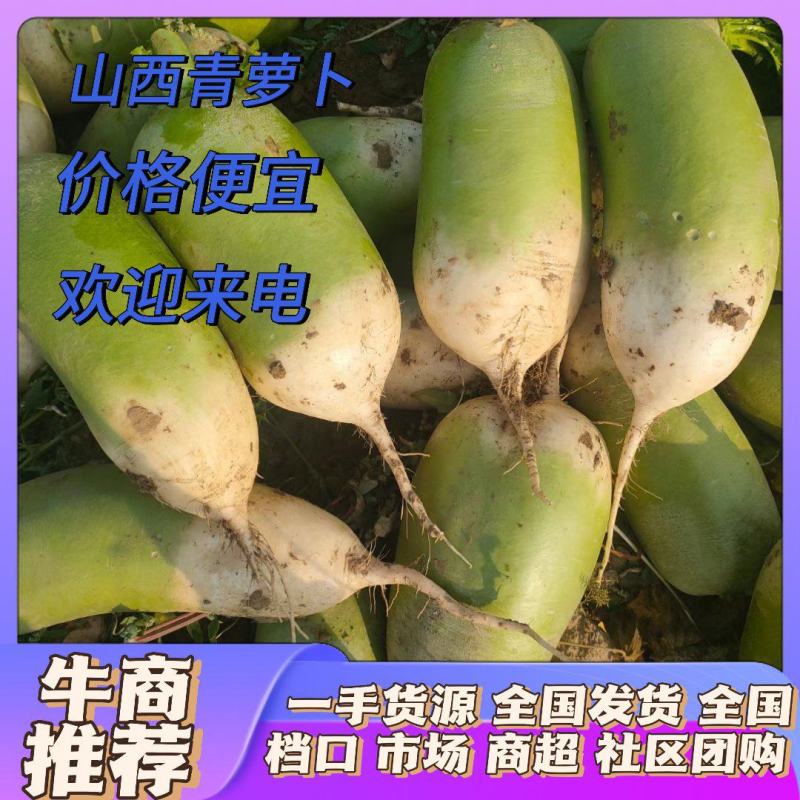 萝卜忻州万亩基地一手货源全国发货价格优惠精品青萝卜