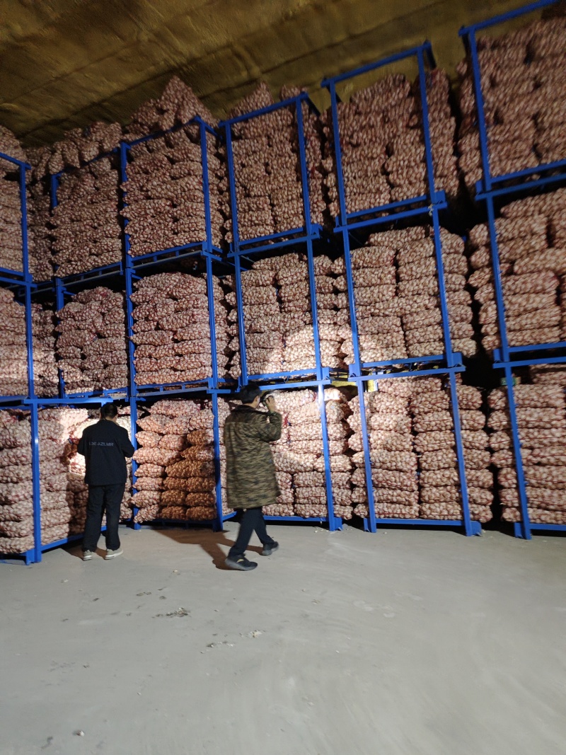 自产自销金乡大蒜皮红瓣大辣味香浓价格低包上车