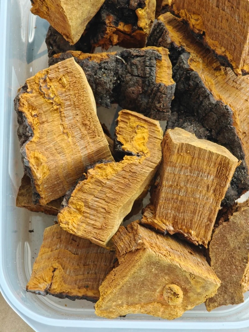 桑黄切片