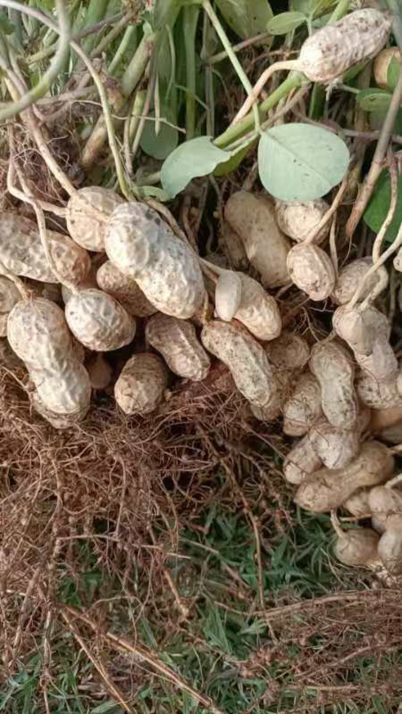 2优质鲜花生鲁花系列白沙系列沙地花生品质高全国代