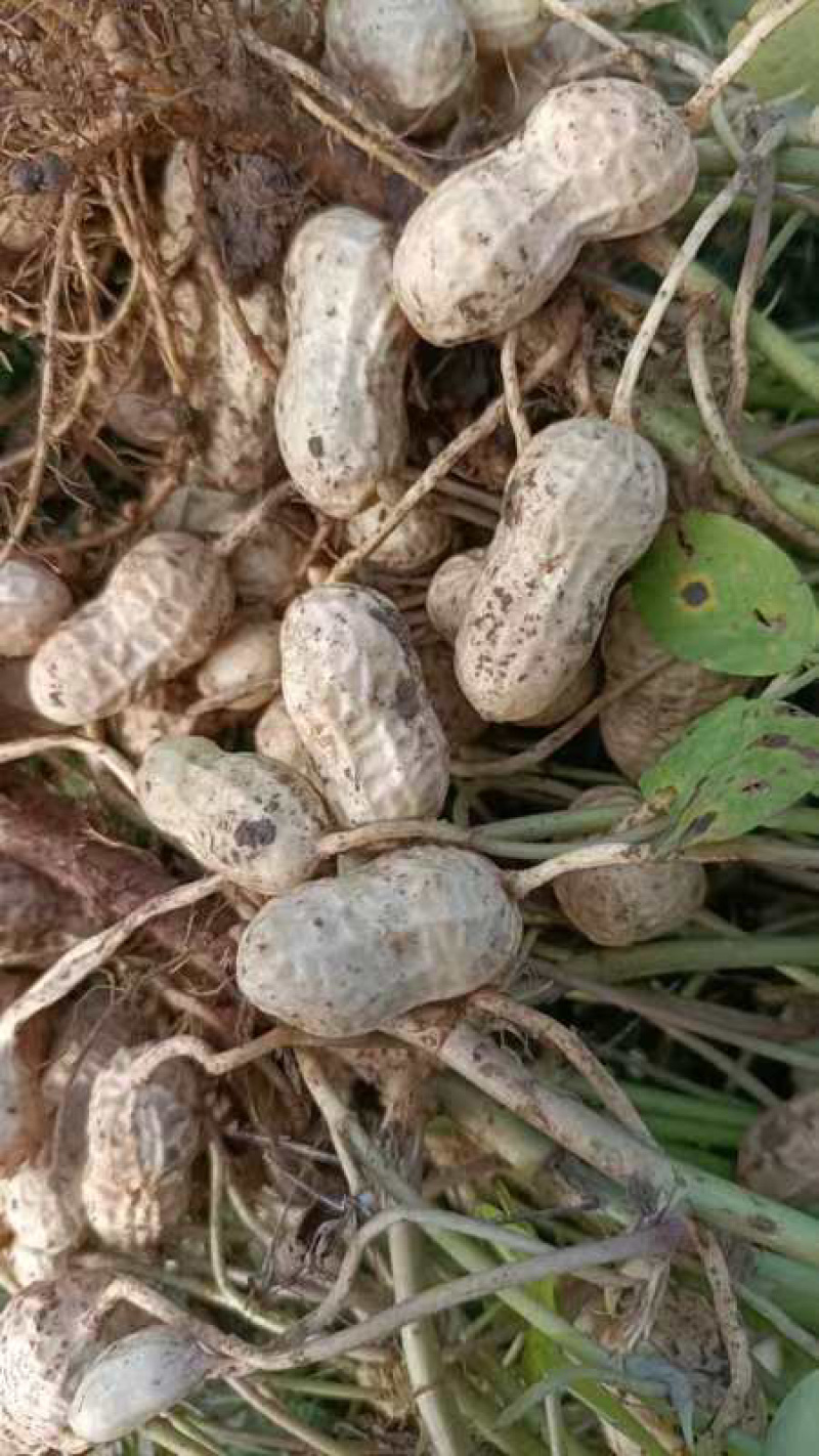 2优质鲜花生鲁花系列白沙系列沙地花生品质高全国代