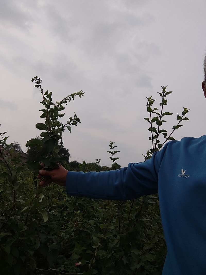 高产优种大果连翘苗，基地供货，看货挖苗，保栽成活。