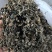 精品水洗梅干菜，无沙，高杆白，水洗无沙