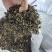 精品水洗梅干菜，无沙，高杆白，水洗无沙