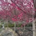 红叶桃花