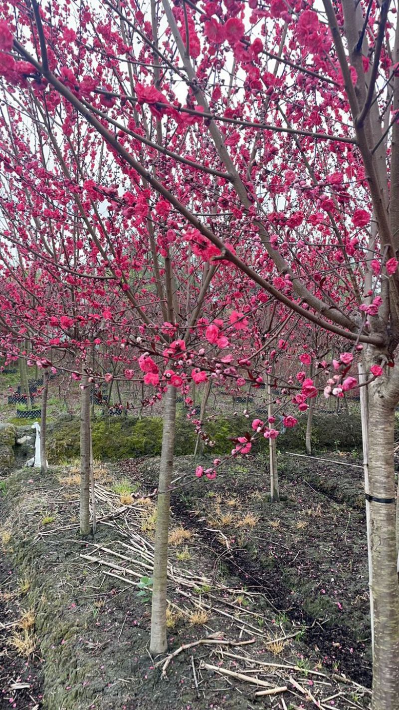 红叶桃花