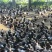 A货全青大青头1200只，平均6斤23两，看上联系……