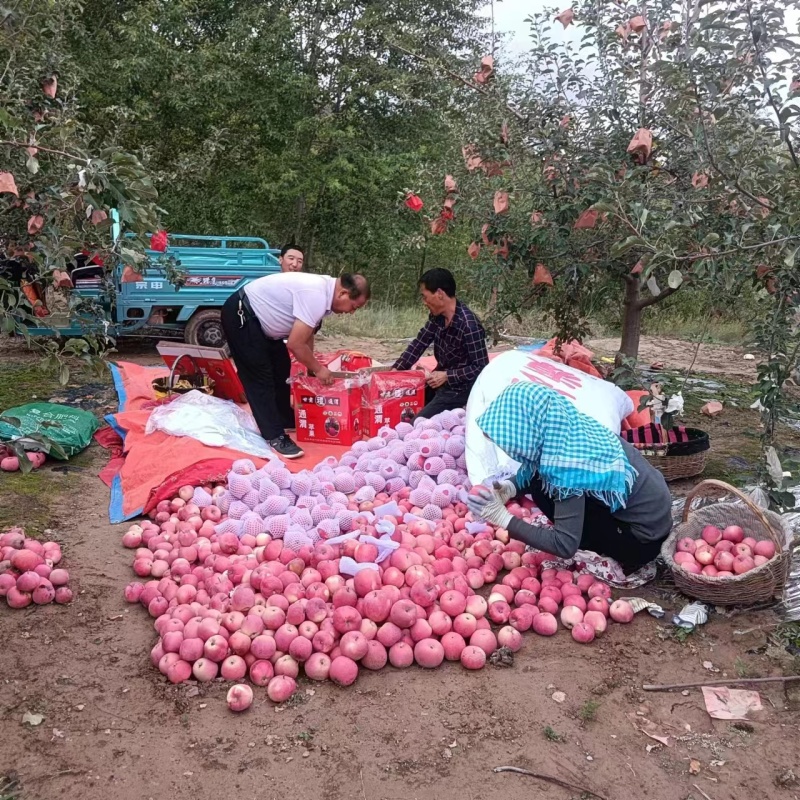 静宁鲜果富士售买耐储运