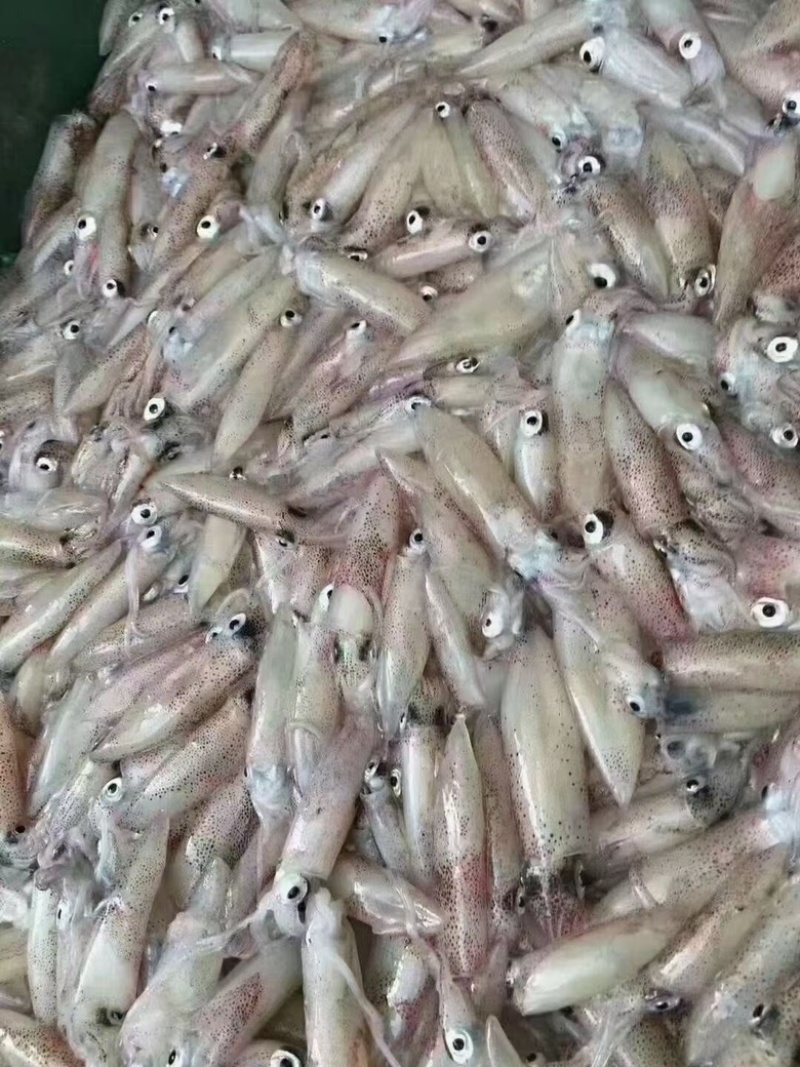 小鱿鱼仔熟晒淡盐新鲜晒小海兔干一手货源有量批发