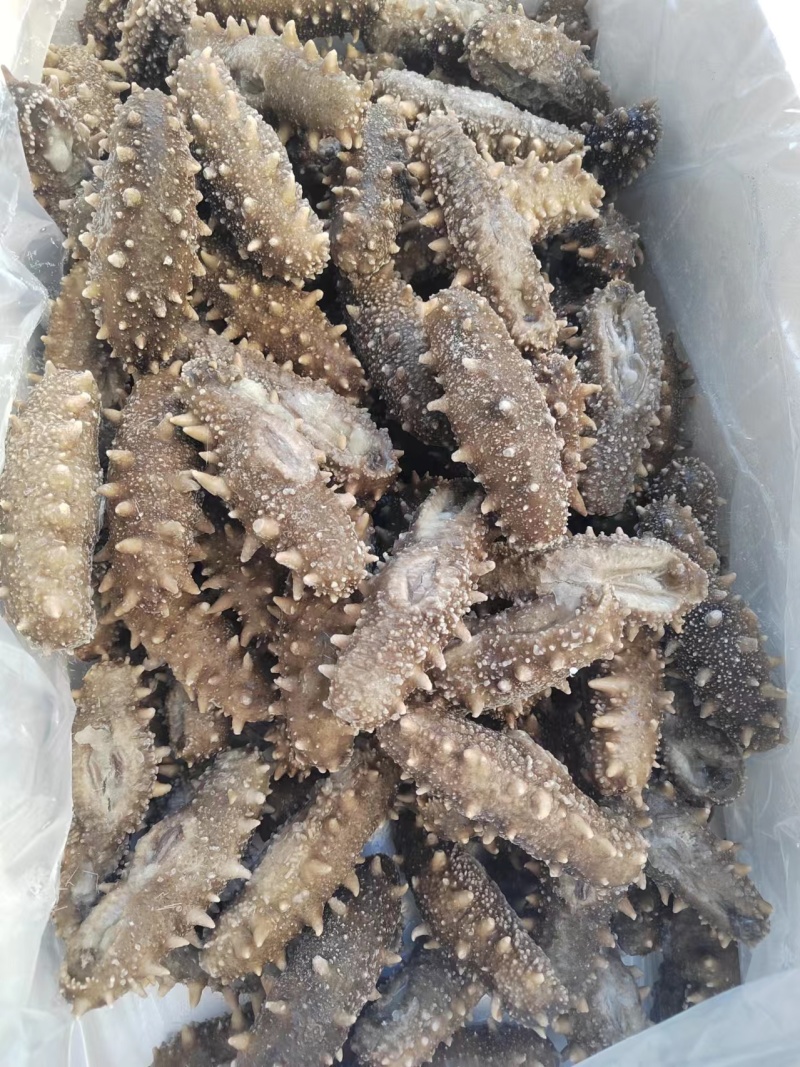 国标高压鲜食鲜蒸海参开袋即食送礼自用海水产店商超酒店