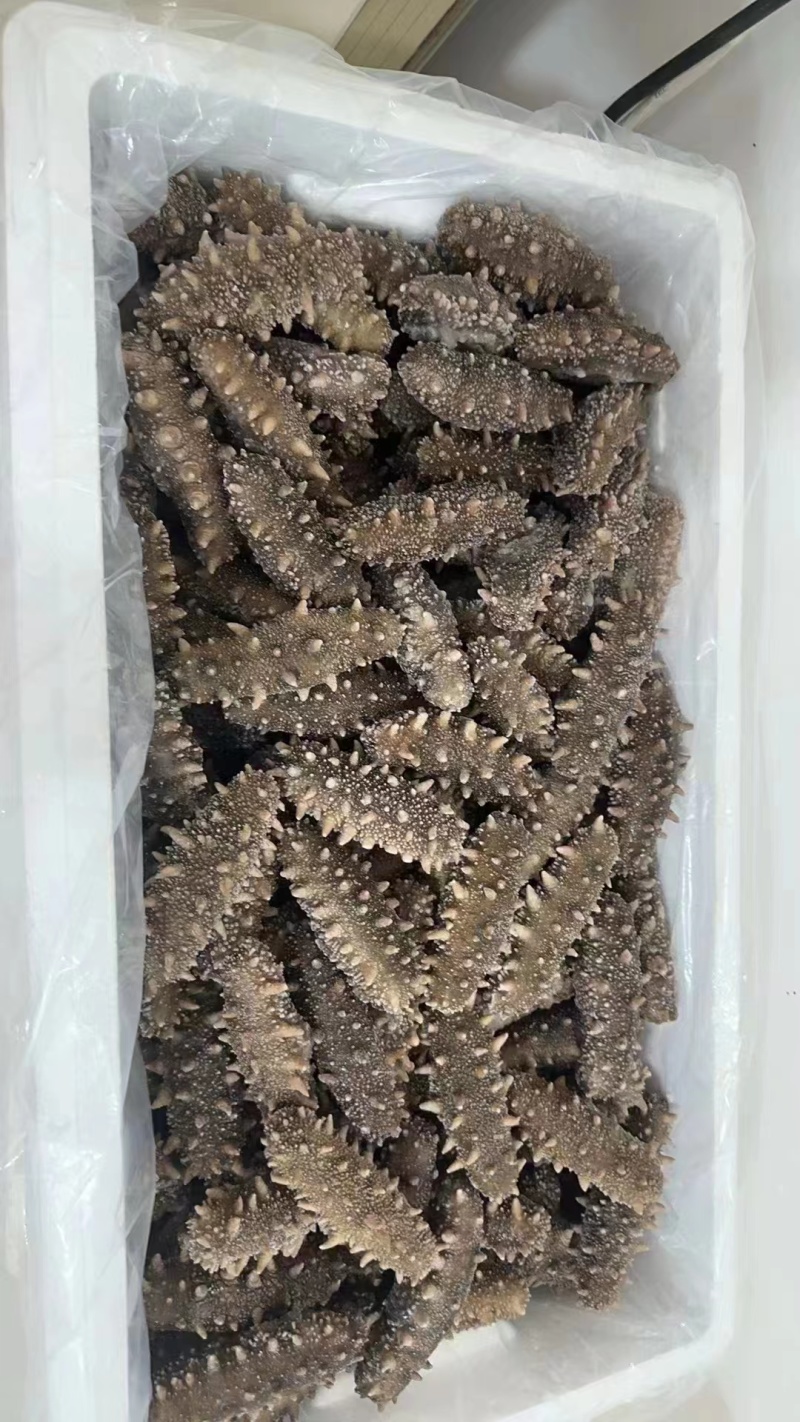 国标高压鲜食鲜蒸海参开袋即食送礼自用海水产店商超酒店