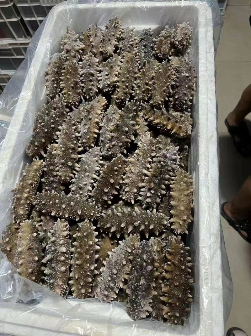 国标高压鲜食鲜蒸海参开袋即食送礼自用海水产店商超酒店