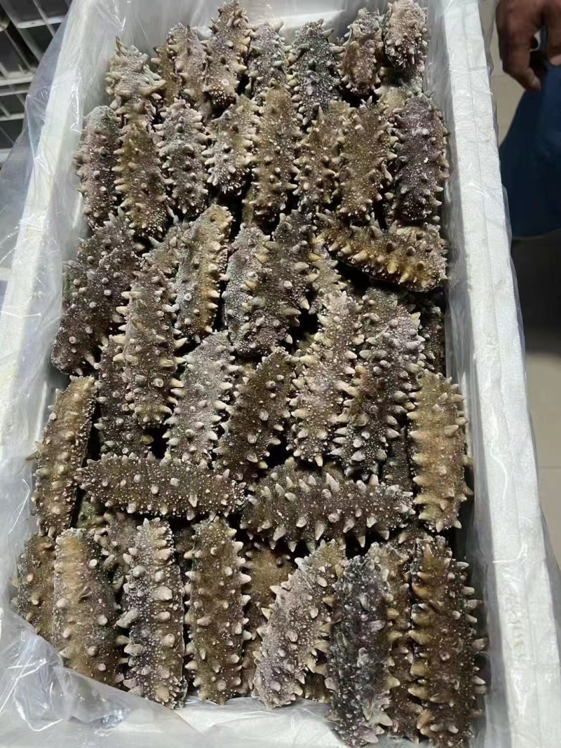 国标高压鲜食鲜蒸海参开袋即食送礼自用海水产店商超酒店