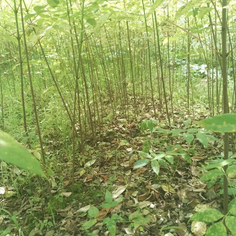 厚皮黄柏苗
