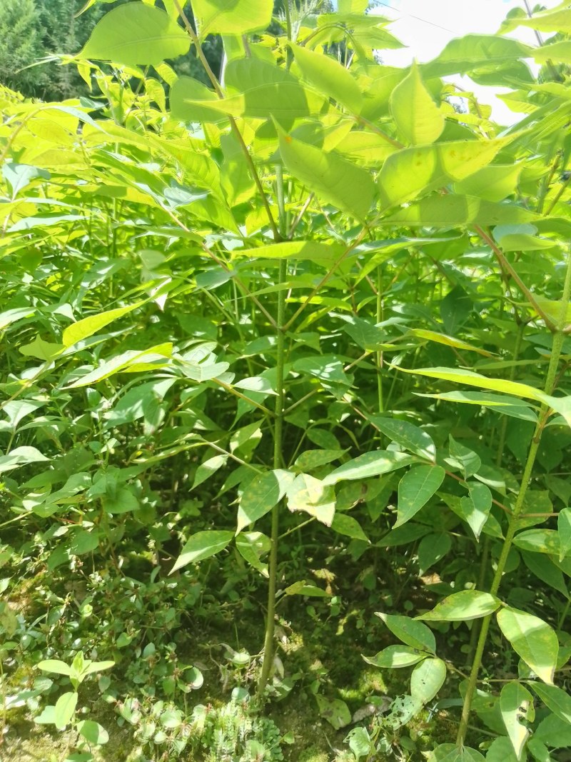 厚皮黄柏苗
