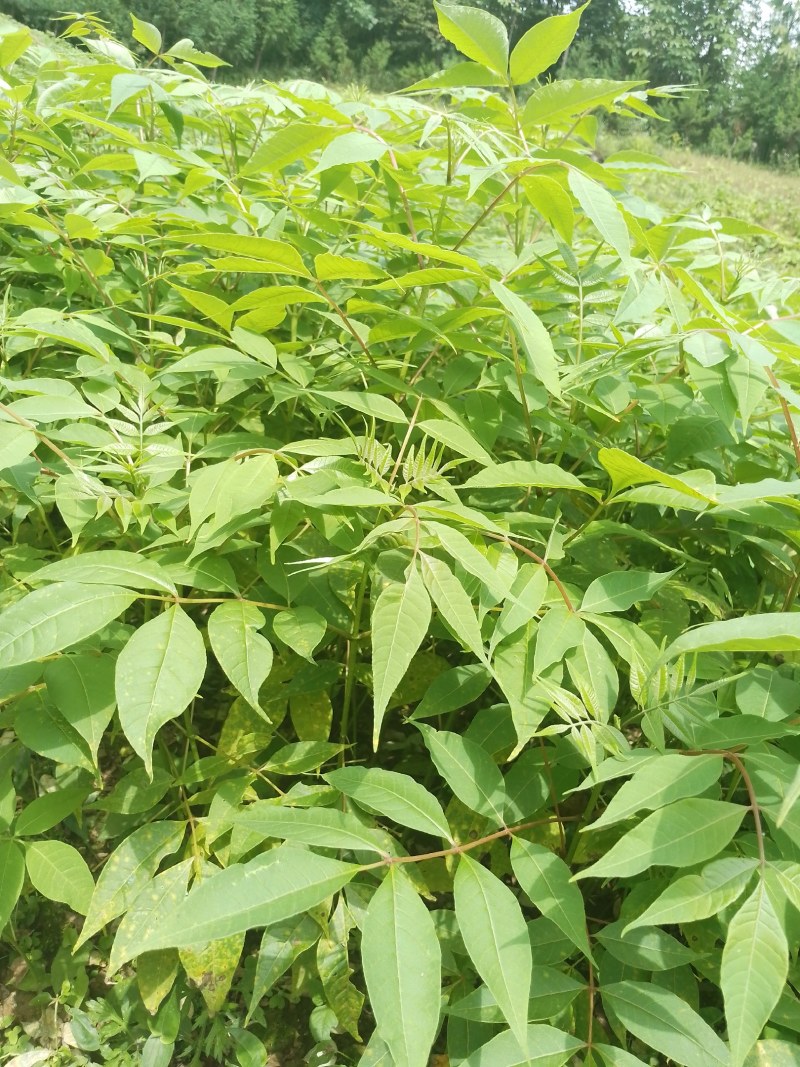 厚皮黄柏苗