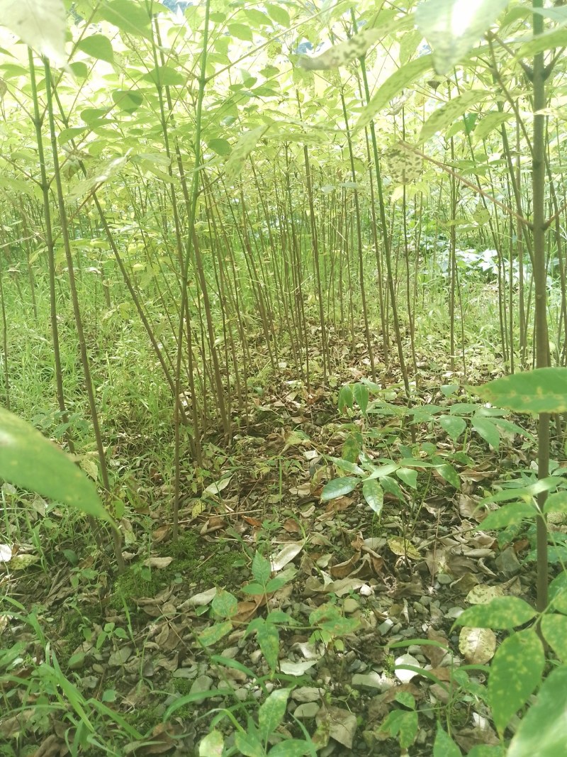 厚皮黄柏苗