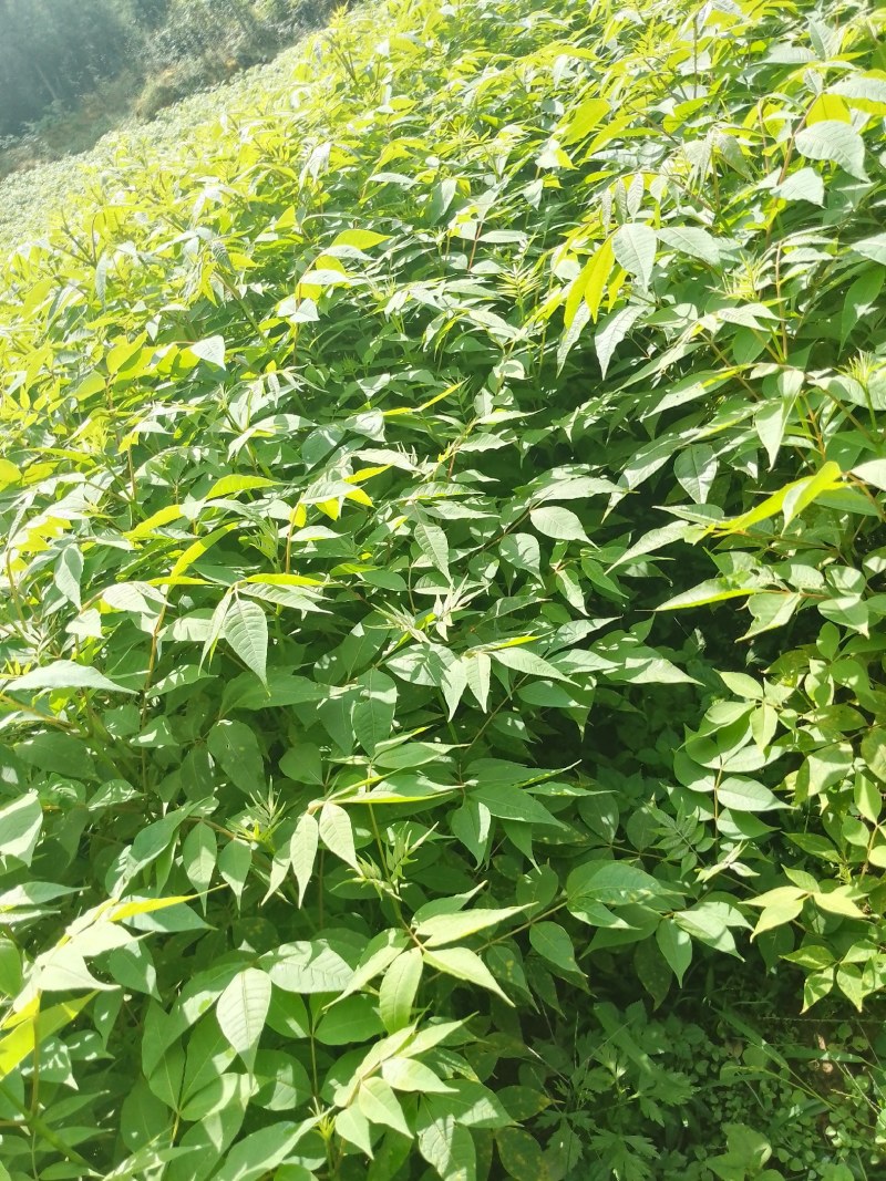厚皮黄柏苗