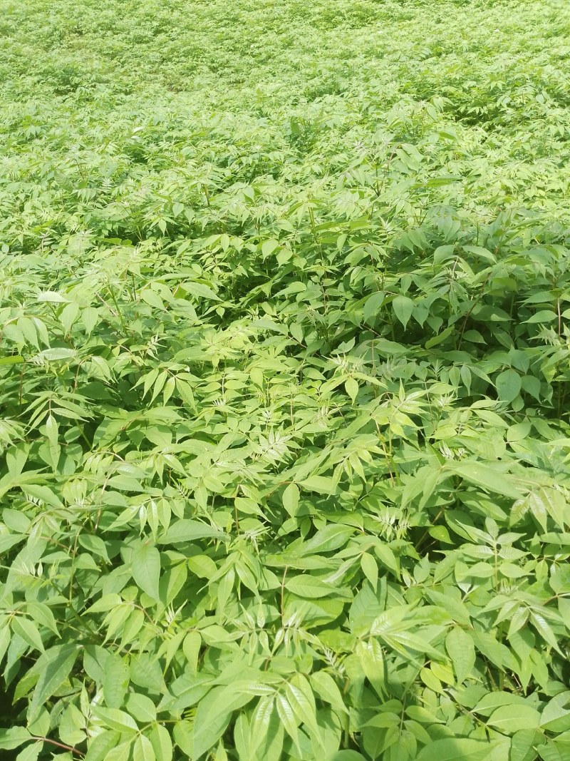 厚皮黄柏苗