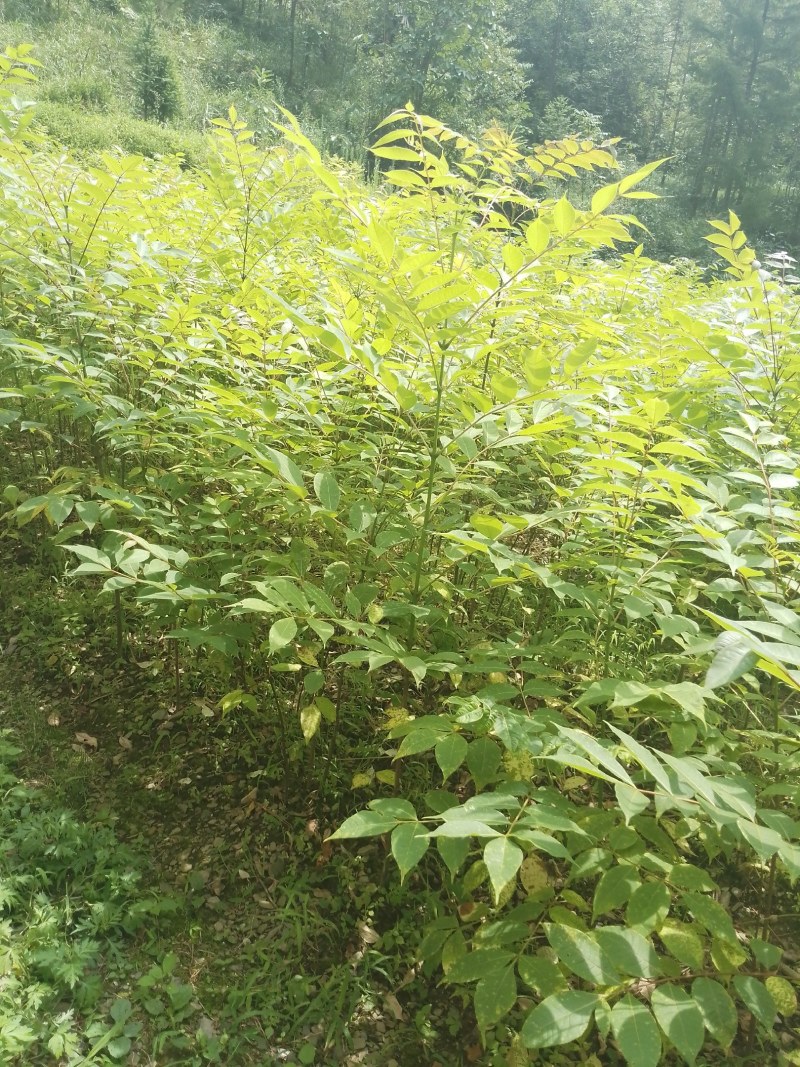 厚皮黄柏苗