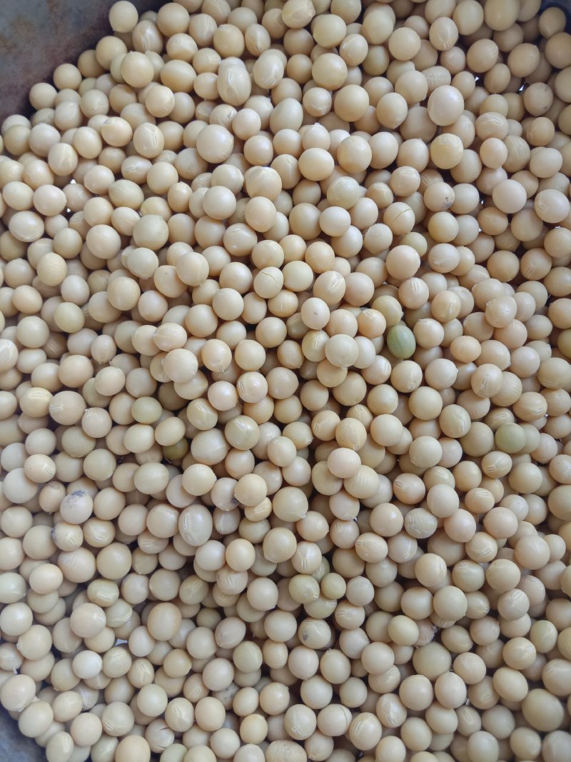 高蛋白非转基因大豆