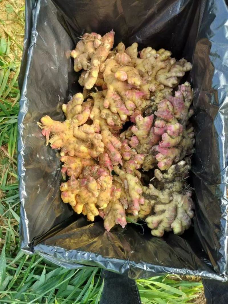 精品生姜，云南小黄姜大量供应新鲜采挖，量大从优一手货源