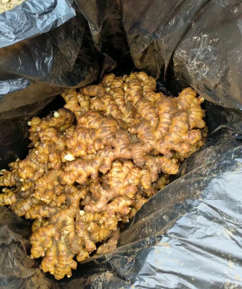 精品生姜，云南小黄姜大量供应新鲜采挖，量大从优一手货源