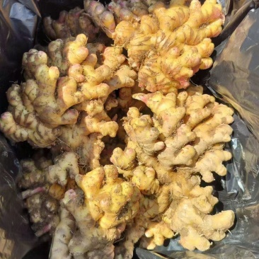 云南文山精品小黄姜大量供应，货源充足，量大从优，一手货源