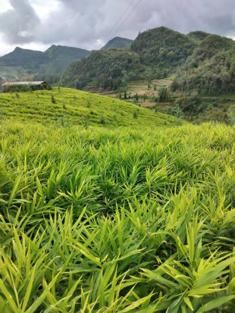 云南文山精品小黄姜大量供应，货源充足，量大从优，一手货源