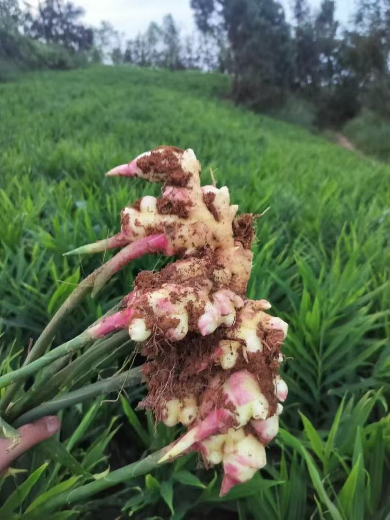 云南文山精品小黄姜大量供应，货源充足，量大从优，一手货源