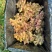 云南文山精品小黄姜大量供应，货源充足，量大从优，一手货源