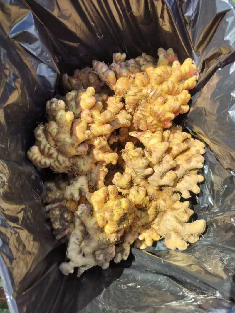 云南文山精品小黄姜大量供应，货源充足，量大从优，一手货源