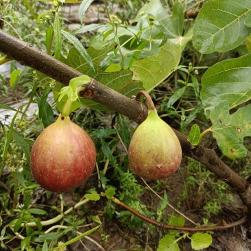 芭劳奈波姬红无花果苗一到二年无花果树当年结果