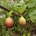 芭劳奈波姬红无花果苗一到二年无花果树当年结果