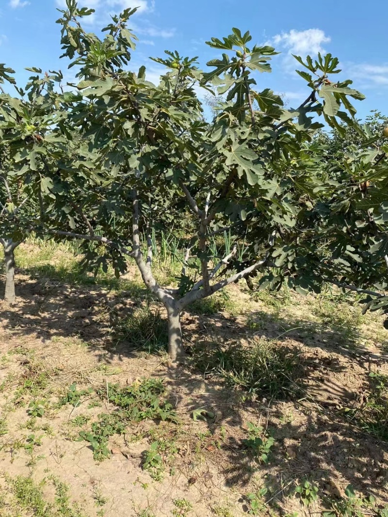 芭劳奈波姬红无花果苗一到二年无花果树当年结果