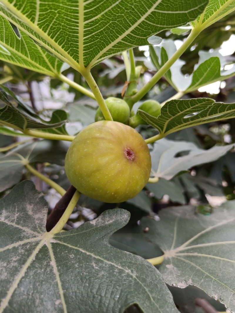 芭劳奈波姬红无花果苗一到二年无花果树当年结果