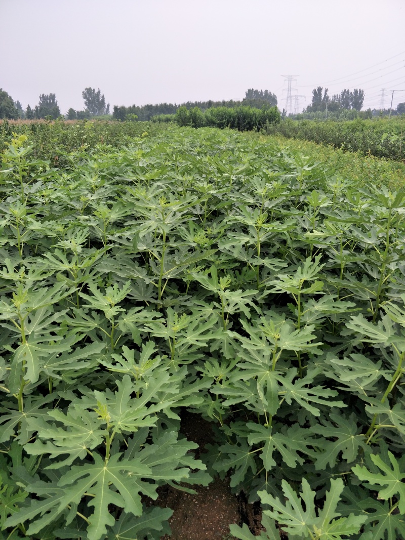 芭劳奈波姬红无花果苗一到二年无花果树当年结果