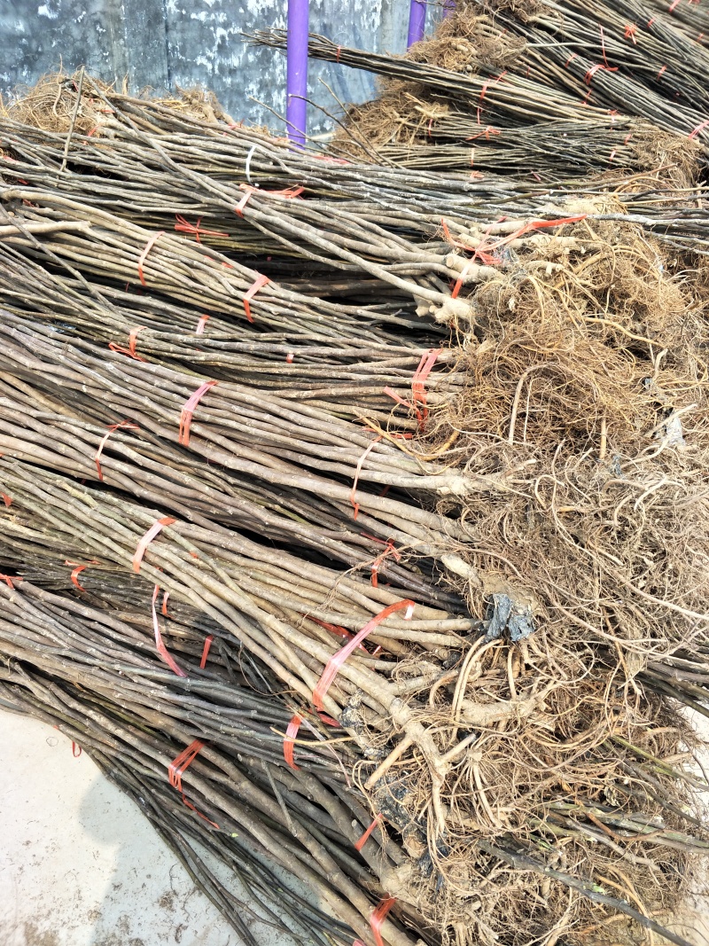 芭劳奈波姬红无花果苗一到二年无花果树当年结果