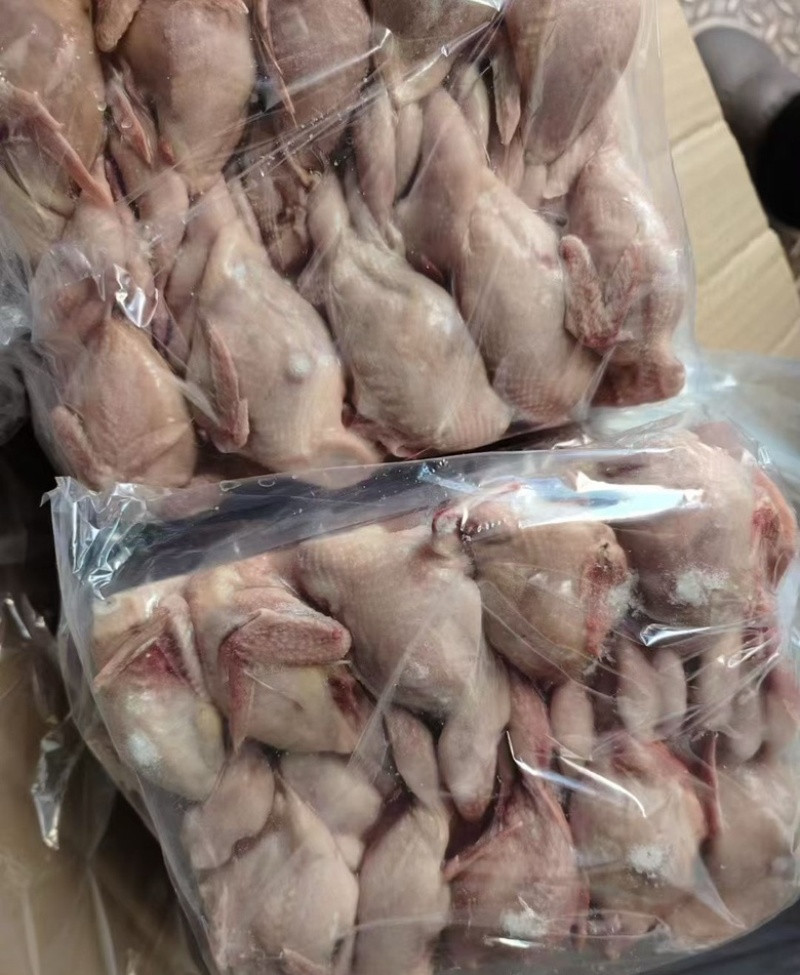 放血大鹌鹑，半净膛，一件100只，28-30斤，工厂直销
