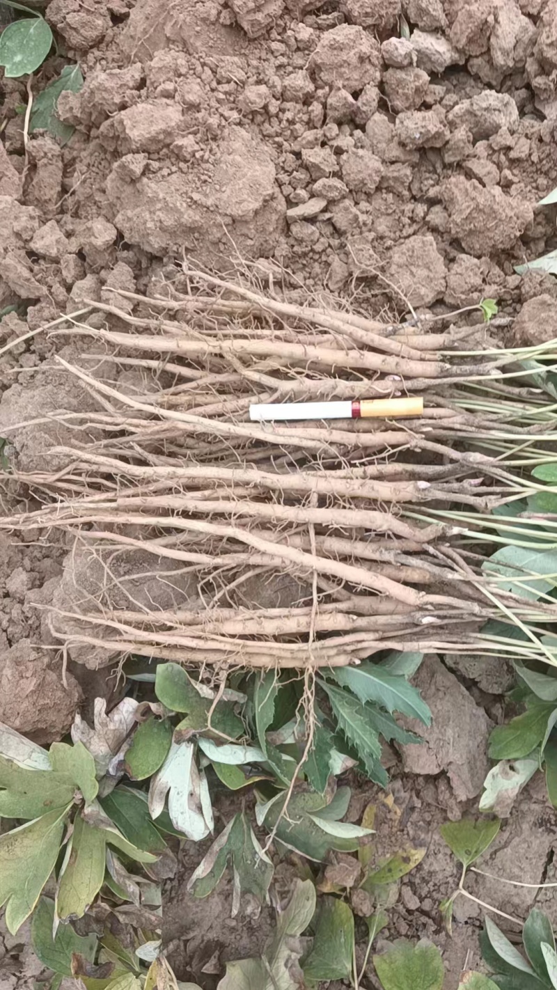 油牡丹苗药用牡丹赤芍苗规格齐全产地直销保湿邮寄