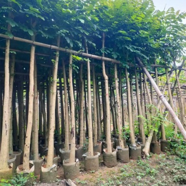 火焰木