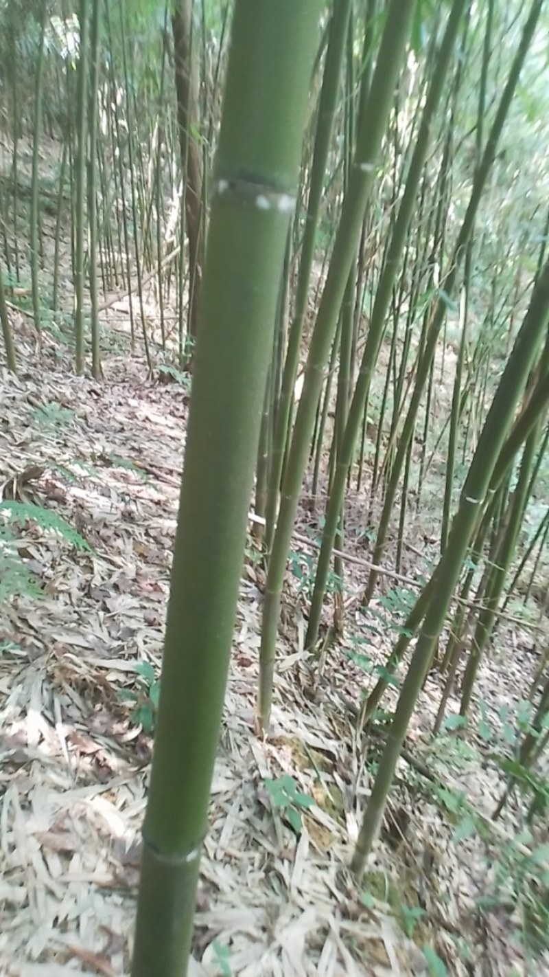 搭架竹