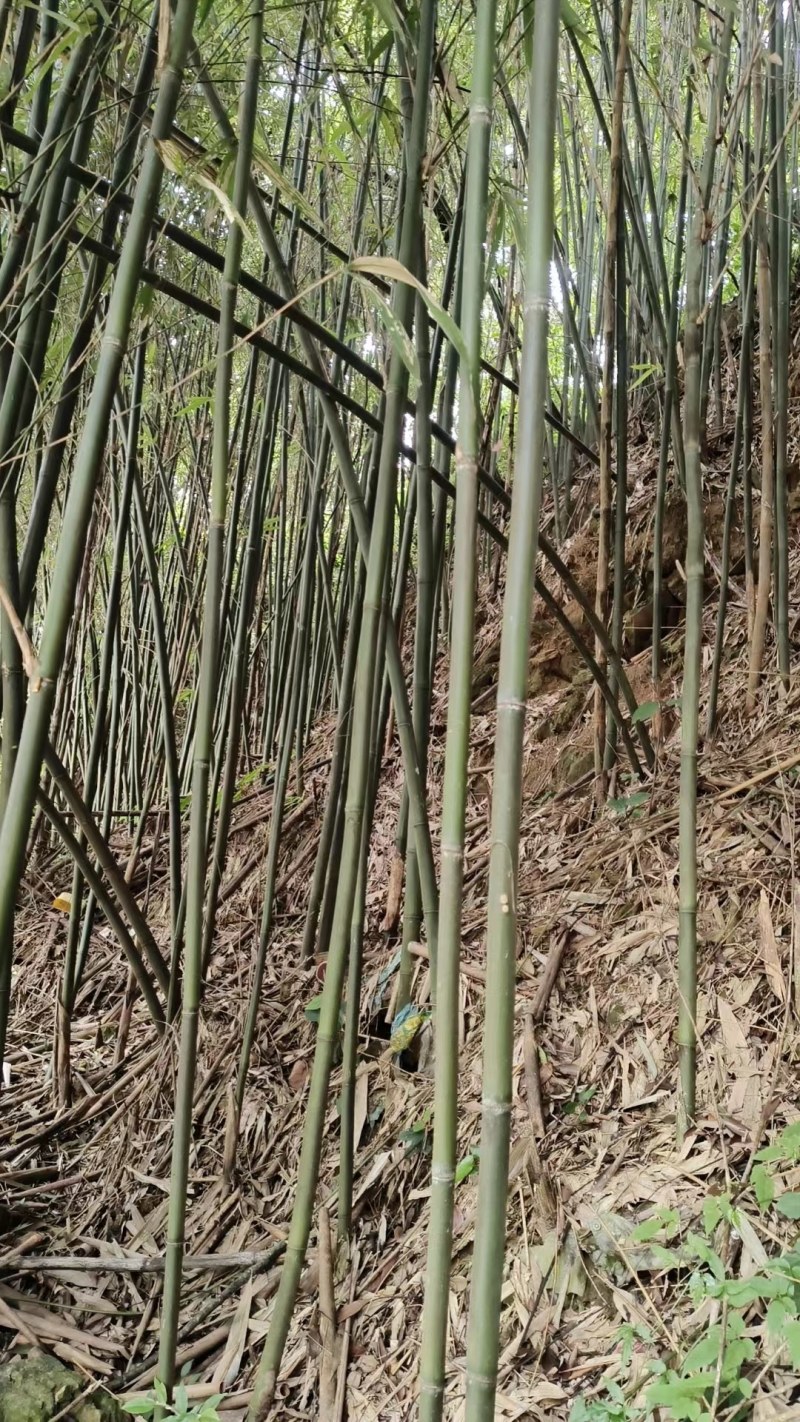 搭架竹