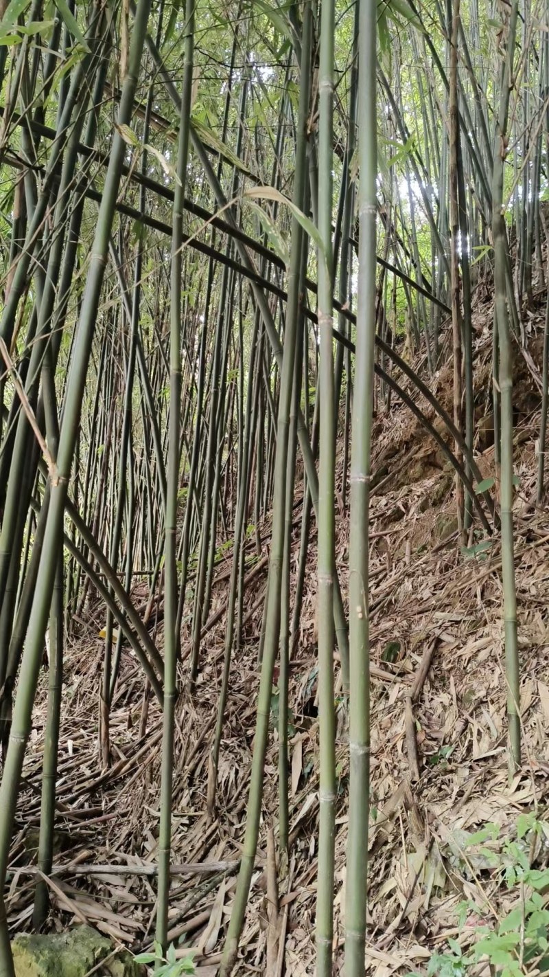 搭架竹
