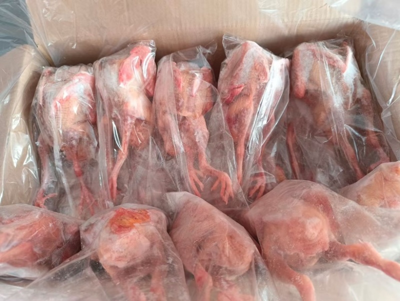 乳鸽，规格齐全，半净膛，工厂直销，全国冷链物流发货！！！