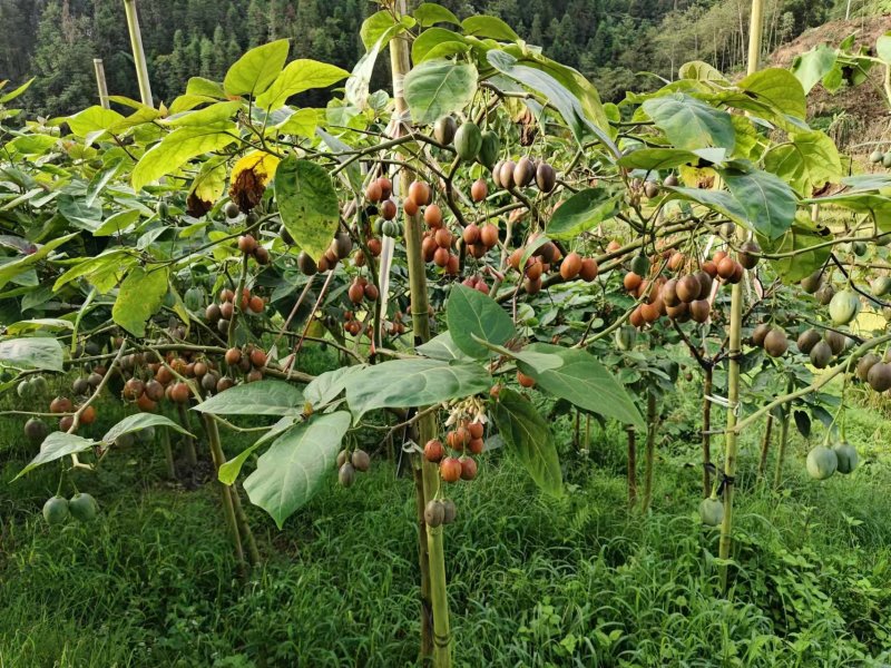 【推荐】精品树番茄产地直发价优口感好可看货欢迎
