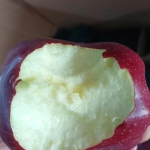 [烟花]2024甘肃花牛甘肃花牛，可脆可粉，