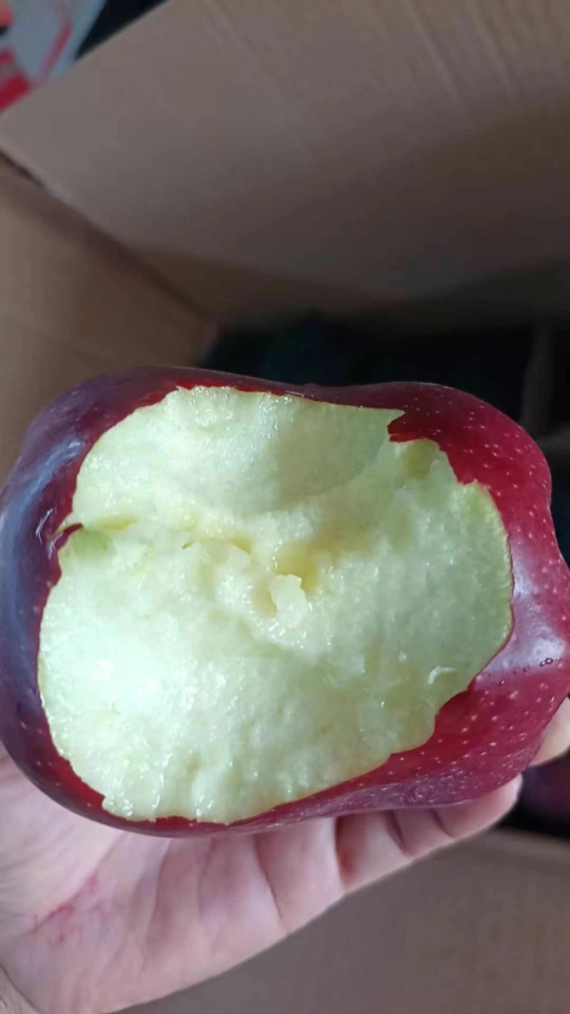 [烟花]2024甘肃花牛甘肃花牛，可脆可粉，