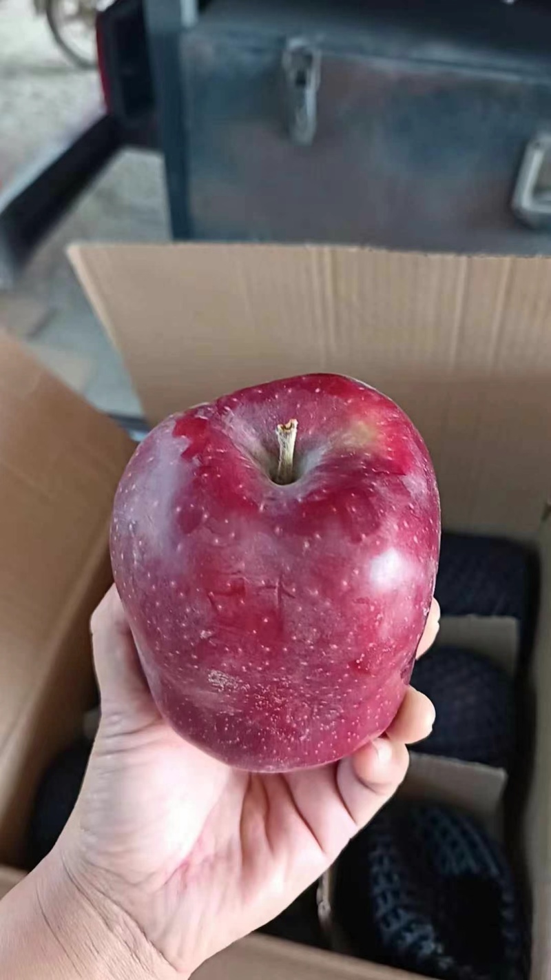 [烟花]2024甘肃花牛甘肃花牛，可脆可粉，