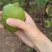 四川安岳黄柠檬当季鲜果非无籽薄皮酸爽果饮榨汁专用商用产地